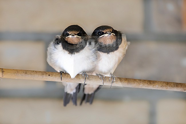 Immature Barn Swallow,s stock-image by Agami/Wil Leurs,