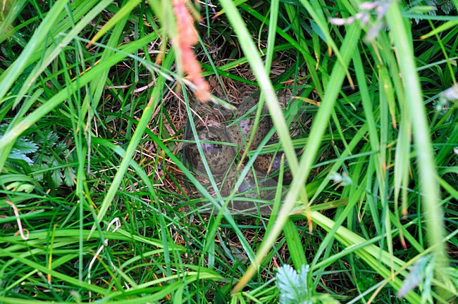  stock-image by Agami/Rob Riemer,