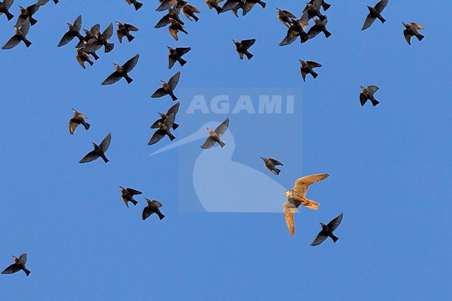 Groep Spreeuwen belaagd door Boomvalk; Common Starlings hunted by Hobby stock-image by Agami/Daniele Occhiato,