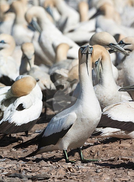 Cape Gannets (Morus capensis) at colony of Bird Island Nature Reserve in Lambert’s Bay, South Africa. stock-image by Agami/Marc Guyt,