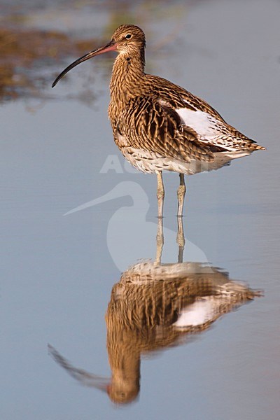 Wulp staand in water; Eurasian Curlew standing in water stock-image by Agami/Daniele Occhiato,