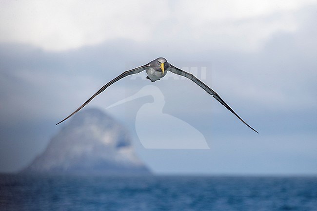 Chatham Albatross (Thalassarche eremita) at sea off the Chatham Islands, New Zealand. Flying above the ocean with The Pyramid, a large rock stack, in the background, their only breeding colony. stock-image by Agami/Marc Guyt,