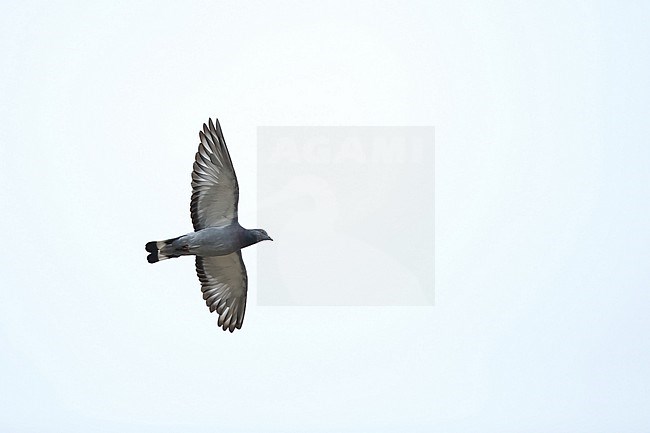 Adult Hill Pigeon (Columba rupestris) in flight seen from below. This bird is in active moult with growing 6th primary. stock-image by Agami/Mathias Putze,
