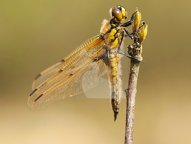 Vrouwtje Viervlek, Female Libellula quadrimaculata stock-image by Agami/Wil Leurs,