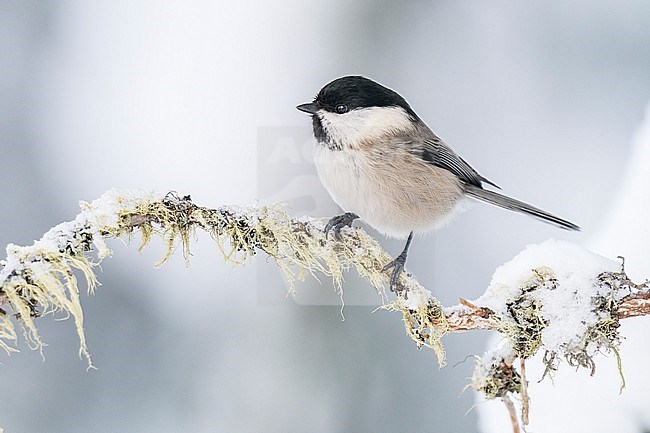 Willow Tit (Parus montanus) sitting on branches in alpine forest of Switzerland. stock-image by Agami/Marcel Burkhardt,