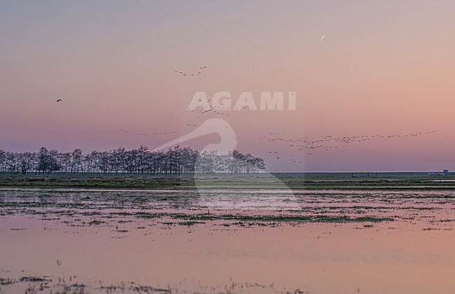 zonsopkomst weidegebied Marken sunrise meadow area Marken stock-image by Agami/Rob Riemer,