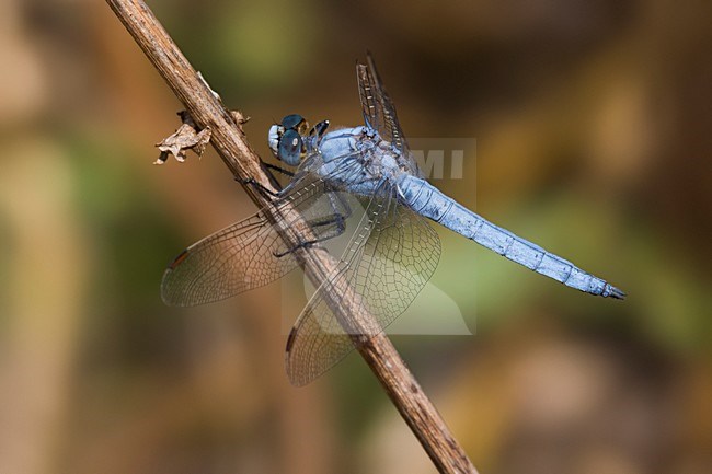 Zuidelijke oeverlibel, Southern Skimmer stock-image by Agami/Daniele Occhiato,