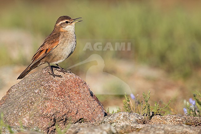 Cordoba Cinclodes (Cinclodes comechingonus) Perched on a rock in Argentina stock-image by Agami/Dubi Shapiro,
