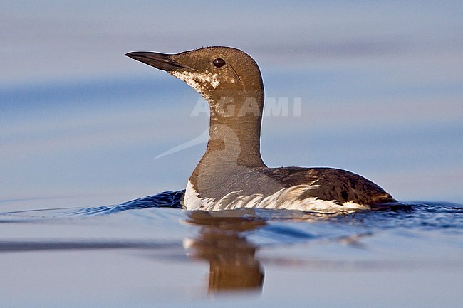 Common Murre (Uria aalge) swimming on the ocean near Victoria, BC, Canada. stock-image by Agami/Glenn Bartley,