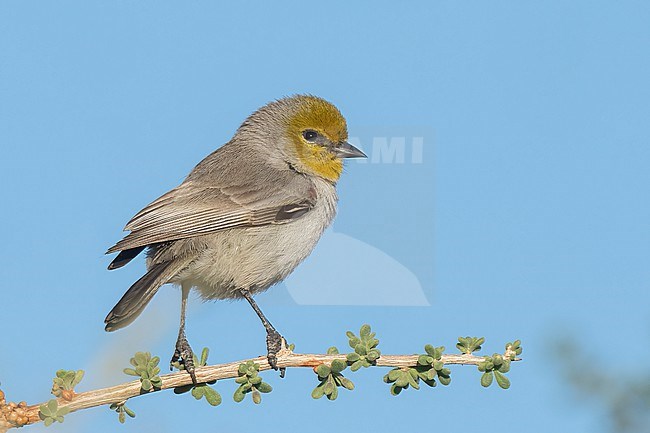 Adult
San Diego Co., CA
January 2022 stock-image by Agami/Brian E Small,