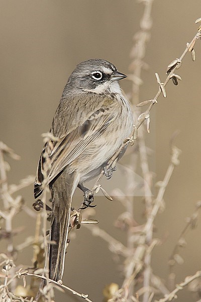Adult
Socorro Co., N.M.
December 2008 stock-image by Agami/Brian E Small,