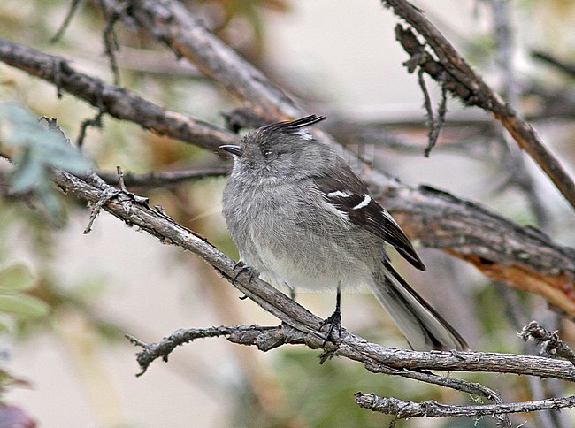 Ash-breasted Tit-Tyrant (Anairetes alpinus), an endangered species from Bolivia and Peru and is threatened by habitat loss. stock-image by Agami/Pete Morris,