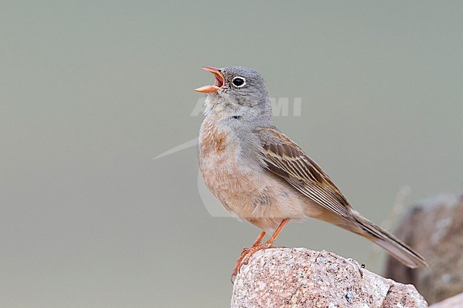 Grey-necked Bunting - Steinortolan - Emberiza buchanani, Kazakhstan, adult male stock-image by Agami/Ralph Martin,