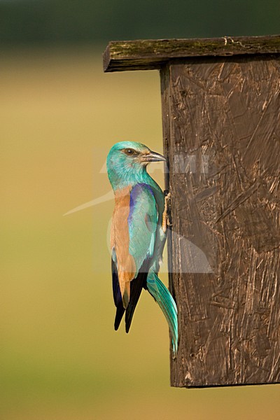 Scharrelaar bij nestkast; European Roller at nest box stock-image by Agami/Marc Guyt,