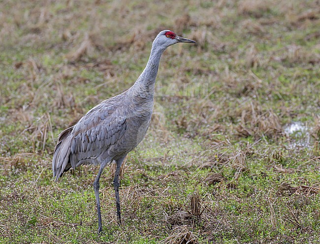 Wintering Sandhill Crane (Grus canadensis) on Hokkaido, Japan. stock-image by Agami/Pete Morris,
