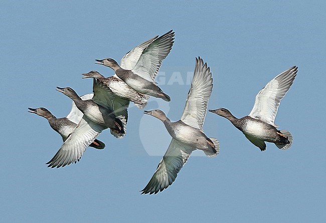 Gadwall, Mareca strepera, group in flight, showing underwing, seen from the side. stock-image by Agami/Fred Visscher,