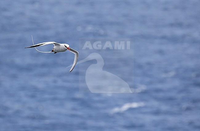 Red-billed tropicbird (Phaethon aethereus) in flight over the ocean in the Caribbean. stock-image by Agami/Pete Morris,