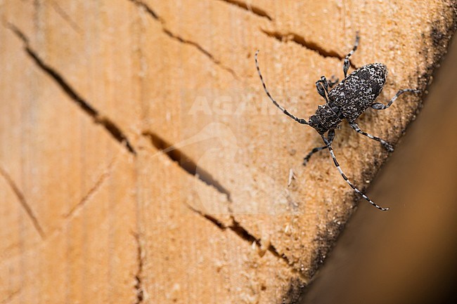 Acanthoderes obscurior, Russia (Baikal), imago stock-image by Agami/Ralph Martin,