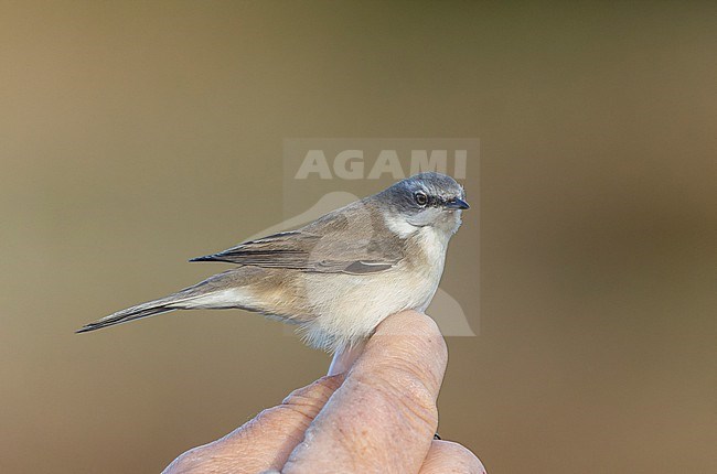 (Possible) Siberian Lesser Whitethroat (Sylvia althaea blythi) on Utsira, Norway. Caught and to be DNA tested. Also known as Curruca althaea blythi.. Subspecies of Hume's whitethroat. stock-image by Agami/Marc Guyt,
