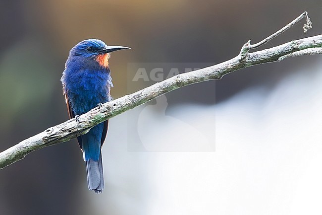 Blue-moustached Bee-eater (Merops mentalis) perched on a branch in a rainforest in Equatorial Guinea. stock-image by Agami/Dubi Shapiro,