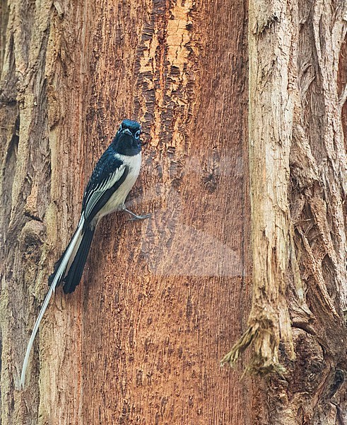 Dark morph male Malagasy paradise flycatcher (Terpsiphone mutata) in tropical forest on Madagascar. Clinged to the bark of a tree. stock-image by Agami/Marc Guyt,