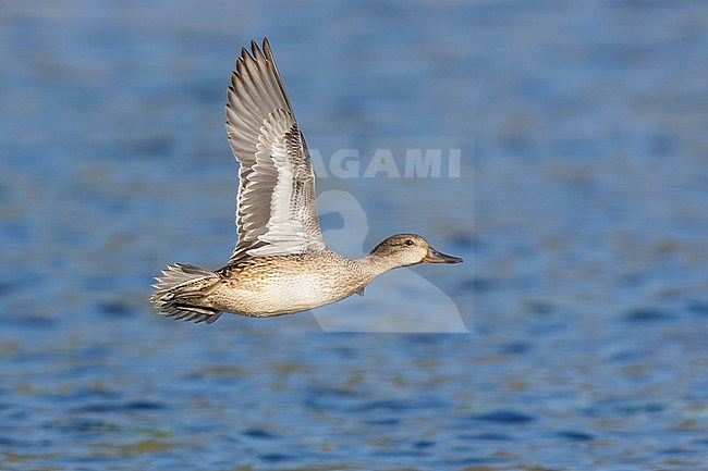 Eurasian Teal (Anas crecca), side view of an individual in flight, Campania, Italy stock-image by Agami/Saverio Gatto,