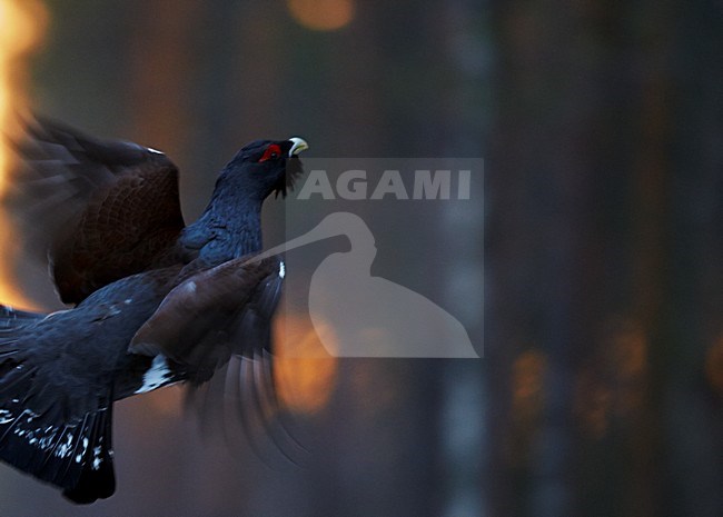 Mannetje Auerhoen in vlucht, Male Western Capercaillie in flight stock-image by Agami/Markus Varesvuo,