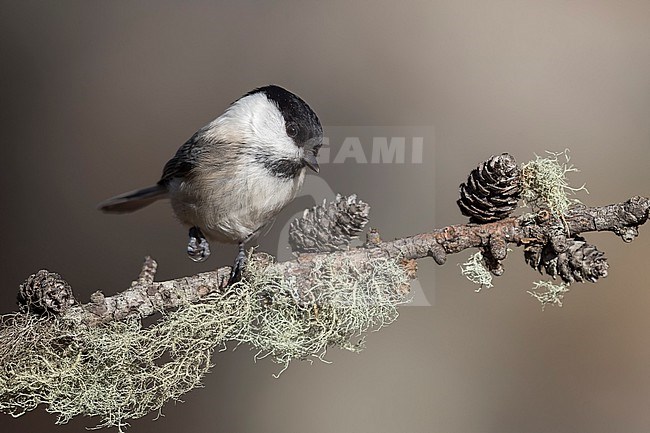 Willow Tit (Parus montanus) sitting on branches in alpine forest of Switzerland. stock-image by Agami/Marcel Burkhardt,
