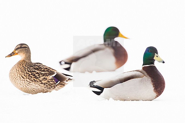Mallard in the snow stock-image by Agami/Menno van Duijn,