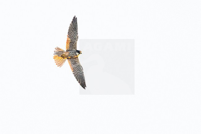  stock-image by Agami/Menno van Duijn,