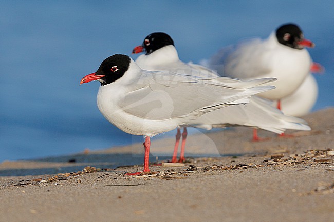 Mediterranean Gull (Ichthyaetus melanocephalus), side view of adults in breeding plumage, Campania, Italy stock-image by Agami/Saverio Gatto,