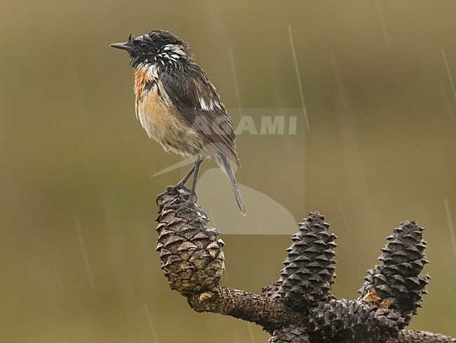 European Stonechat male perched in the rain; Roodborsttapuit man zittend in de regen stock-image by Agami/Han Bouwmeester,