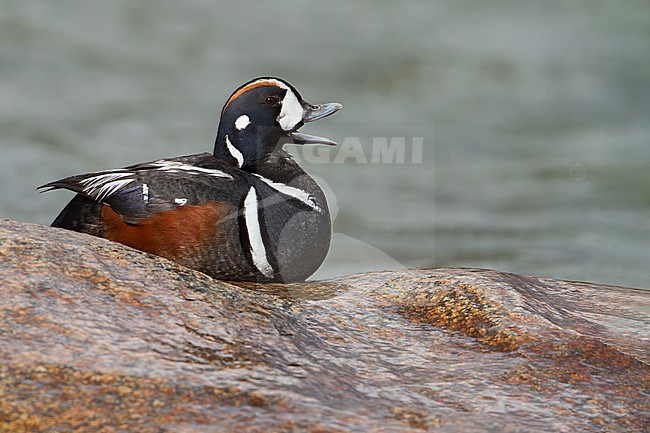 Harlequin Duck (Histrionicus histrionicus) adult male perched on rocks near water stock-image by Agami/Dubi Shapiro,