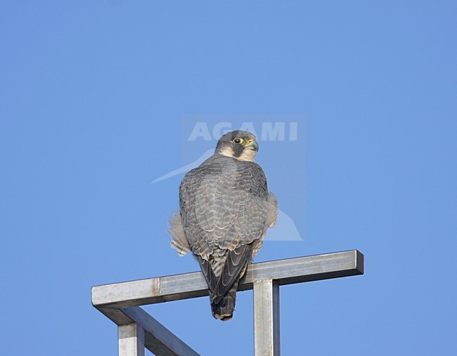 Slechtvalk volwassen zittend; Peregrine Falcon adult perched stock-image by Agami/Reint Jakob Schut,