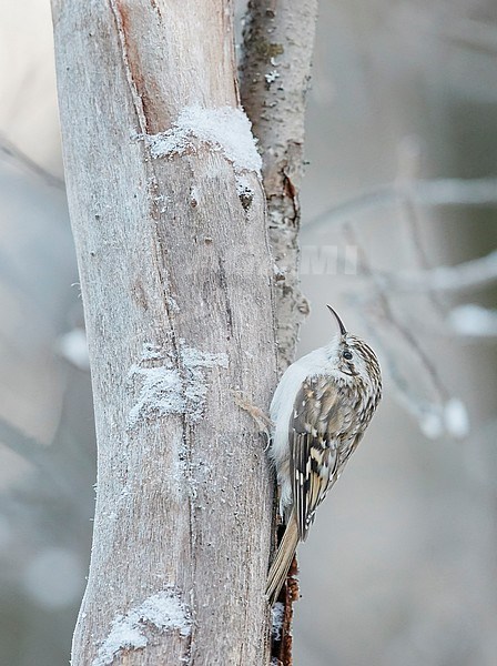 Eurasian treecreeper (Certhia familiaris) wintering in Finland. stock-image by Agami/Markus Varesvuo,