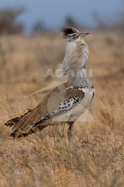 Kori Bustard (Ardeotis kori) stock-image by Agami/Dubi Shapiro,