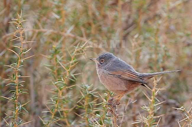 Tristram's Warbler (Curruca deserticola) on a twig stock-image by Agami/Markus Varesvuo,
