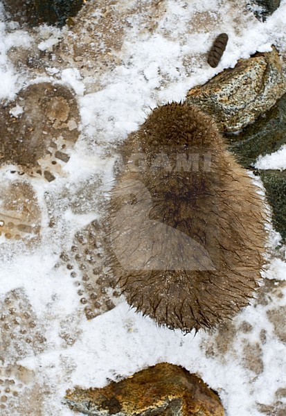 Japanese Macaque immature foraging in the snow; Japanse Makaak onvolwassen fouragerend in de sneeuw stock-image by Agami/Marc Guyt,