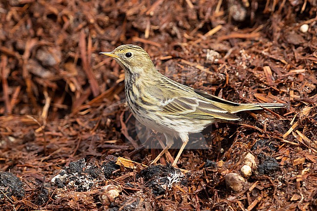 Meadow Pipit (Anthus pratensis), side ivew of an individual standing on some manure, Campania, Italy stock-image by Agami/Saverio Gatto,