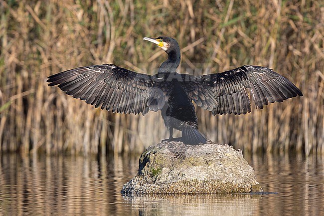 Continental Great Cormorant (Phalacrocorax carbo sinensis), adult standing on a rock, Campania, Italy stock-image by Agami/Saverio Gatto,