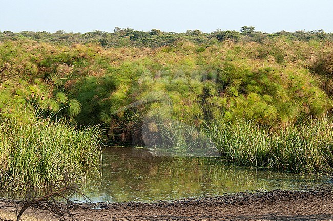 Landscape of Lake Mburo stock-image by Agami/Roy de Haas,
