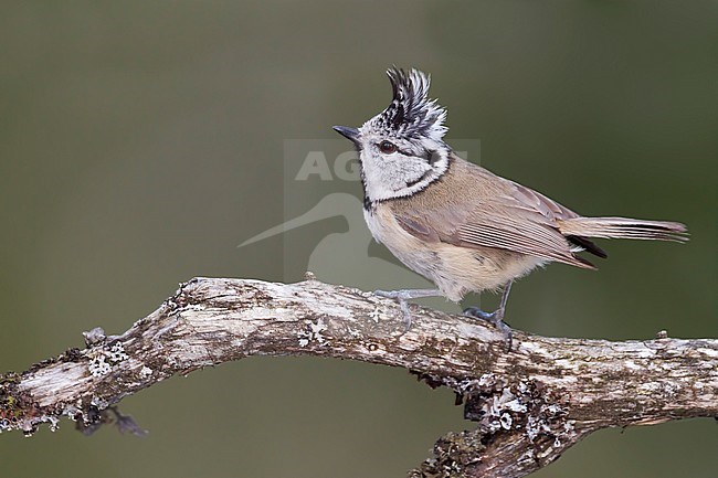 Crested Tit - Haubenmeise - Lophophanes cristatus ssp. cristatus, Austria, adult stock-image by Agami/Ralph Martin,