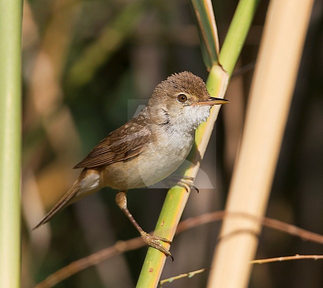 Caspian Reed Warbler, Acrocephalus (scirpaceus) fuscus, Cyprus stock-image by Agami/Ralph Martin,