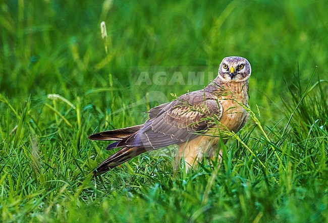 2nd year male Pallid Harrier stay for a while on the same field in OthÃ©e, Belgium during spring migration. stock-image by Agami/Vincent Legrand,