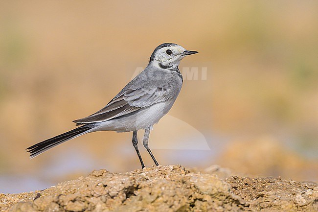 White wagtail, Motacilla alba, at the edge of a pond in the desert. stock-image by Agami/Sylvain Reyt,