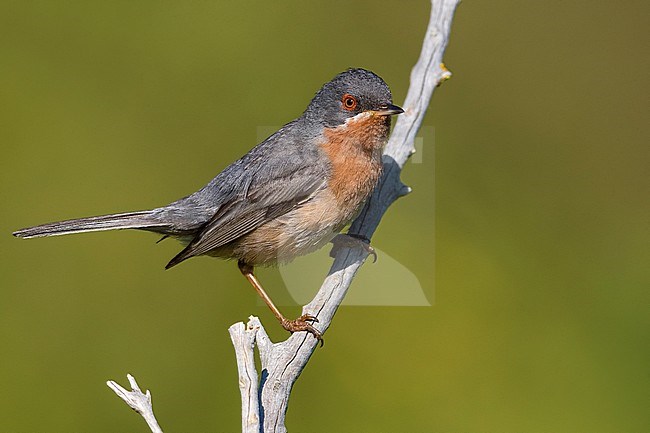 Western Subalpine Warbler (Sylvia inornata ssp. iberiae) male perched on a branch stock-image by Agami/Daniele Occhiato,