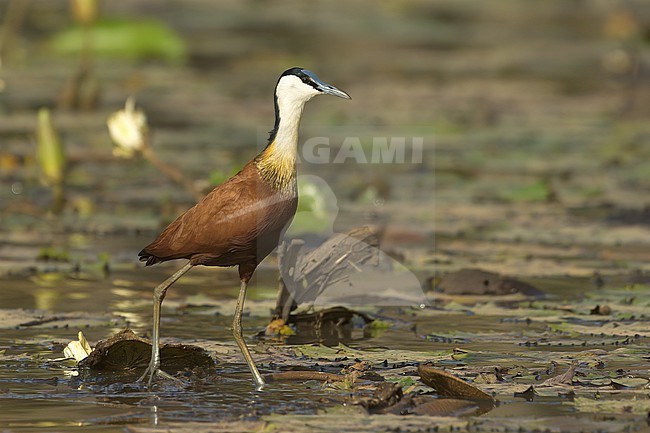 African Jacana (Actophilornis africanus), side view of an adult bird on waterlilies in Gambia, Africa stock-image by Agami/Kari Eischer,