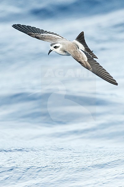 White-faced Storm-Petrel (Pelagodroma marina) foraging off Madeira islands stock-image by Agami/Marc Guyt,