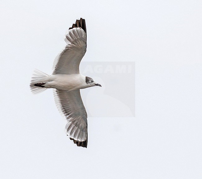 Wintering Franklin's Gull (Leucophaeus pipixcan) in northern Peru. stock-image by Agami/Pete Morris,