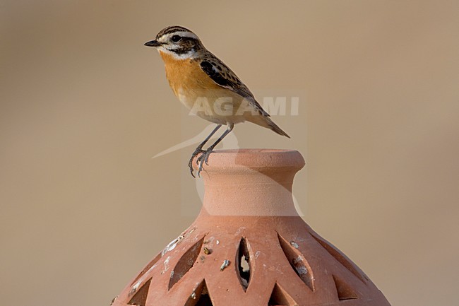 Paapje op de uitkijk; Winchat on lookout stock-image by Agami/Daniele Occhiato,